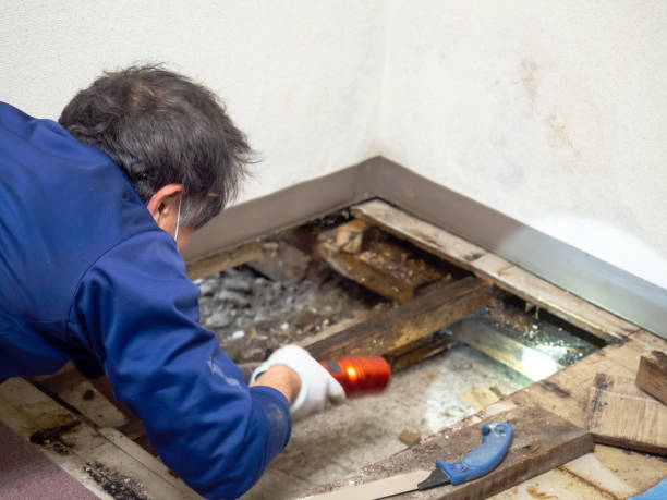 Attic Mold Removal in South Roxana, IL
