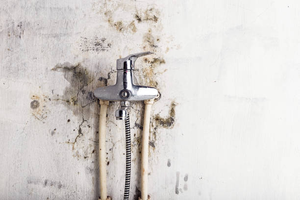 Best Professional Mold Removal  in South Roxana, IL