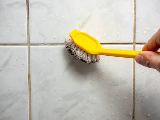 Best Toxic Mold Removal  in South Roxana, IL