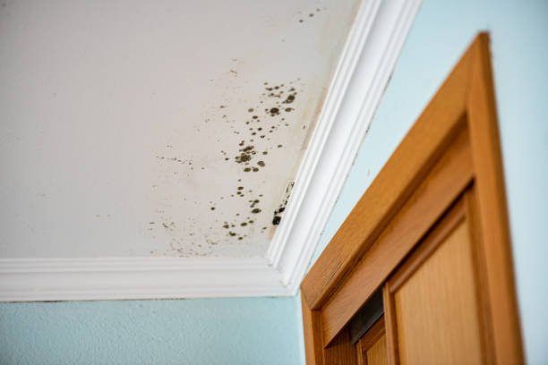 Best Certified Mold Removal  in South Roxana, IL