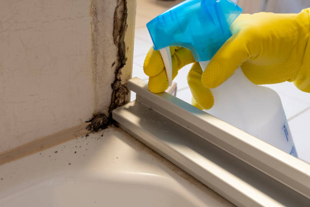 Best Fast Mold Removal  in South Roxana, IL