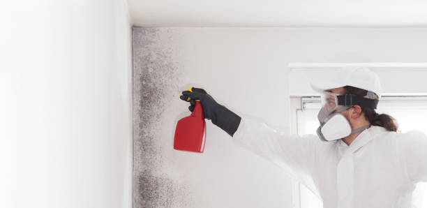 Best Mold Damage Repair  in South Roxana, IL