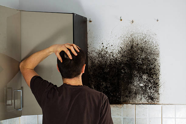 Office Mold Removal Services in South Roxana, IL